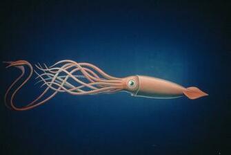 Giant Squid Wallpaper Harida Best HD