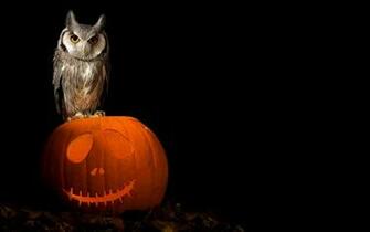 Image Owls Birds Pumpkin Halloween Animals Holidays