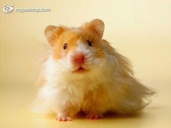 Hamsters Wallpaper Background