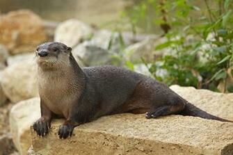 River Otter