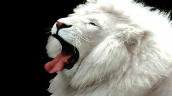 Beautiful Lion Wallpaper For Desktop Background