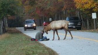 Elk Euthanized For Head Butting Photographer