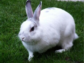 White Rabbit Wallpaper