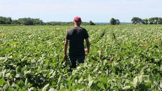 U S Soybean Farmers Hang On For Dear Life In Trump China Trade