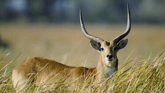 Deer HD Wallpaper Pictures Image Gallery
