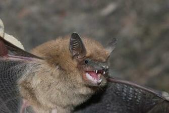 Beautiful Wallpaper For Desktop Bat HD