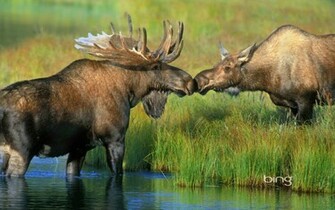Animal Moose Wallpaper