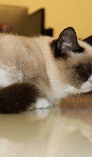 Click Select Set As Desktop Background Wallpaper Animals Cats