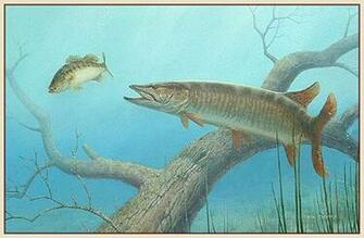 Muskies Desktop Background General Discussion Muskie Fishing