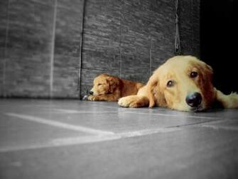Golden Retriever Wallpaper For Android