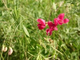 Wallpaper Peony Pink Grass Color Flower Flowers Field