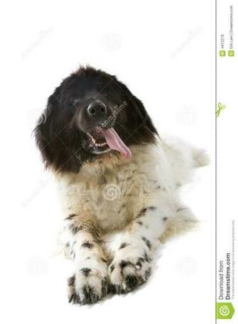 Black And White Dog Image Widescreen HD Wallpaper