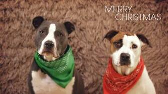 Pitbull Merry Christmas Pitbulls Pets Un Domesticated Animals