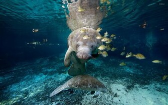 Manatee Wallpaper Animal