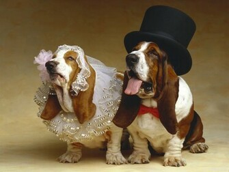 Basset Hound The Bride And Groom Desktop Wallpaper