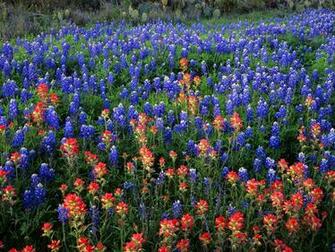 Bluebonnet Wallpaper Border