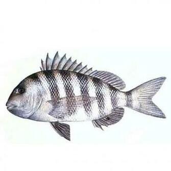 Sheepshead Drawing Photo And Wallpaper Cute