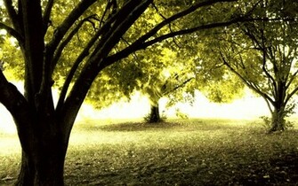 Desk Top Wallpaper Light In The Trees
