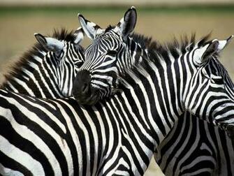 Zebra Desktop Background