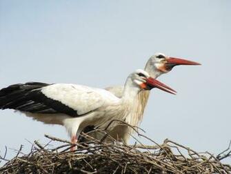 Stork Wallpaper