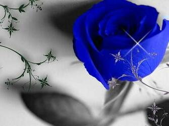 Flowers Pictures Wallpaper Red Roses