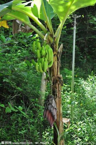 Posted In Tree Tags Banana Trees
