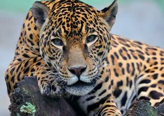 Jaguar Computer Wallpaper Desktop Background Id