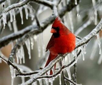 Winter Cardinal
