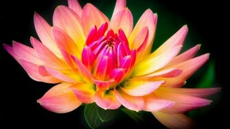 Dahlia Wallpaper