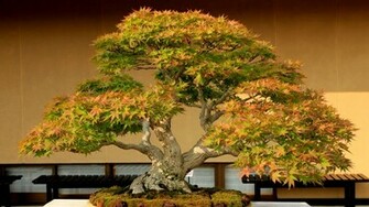 Bonsai HD Wallpaper Background