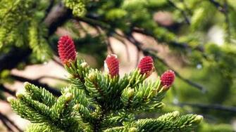 Pine Tree Flowers Cherry Green HD Wallpaper 4k
