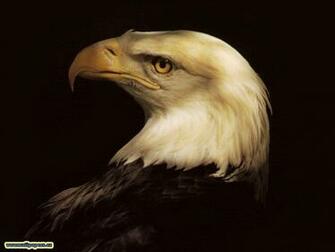 Eagle Wallpaper