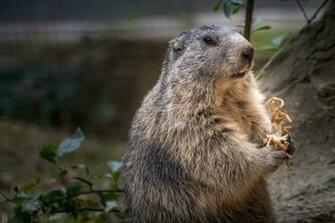Groundhog Day Wallpaper Image