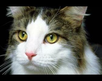 Jpeg Black Cat Screensaver Screensavers