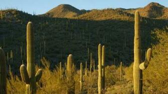 Trading Desk Time For Desert At Saguaro National Park