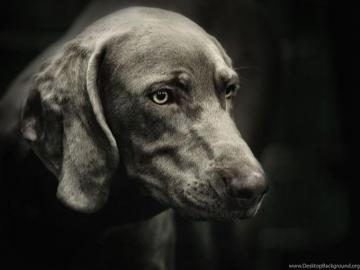 Weimaraner Background Wallpaper Desktop Background