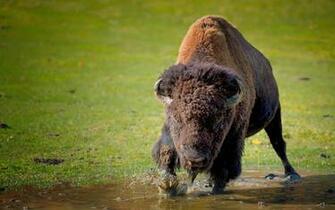Bison Herd Drawing Wallpaper