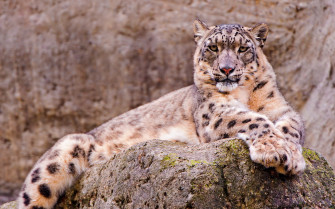 Snow Leopard Full HD Wallpaper And Image