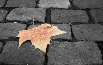 Sidewalk Wallpaper