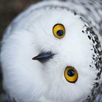Cute Snowy Owls Image Amp Pictures Becuo
