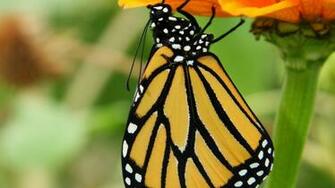 Collection Great Pictures Pure High Definition HD You Can