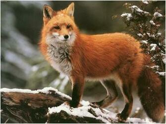 Red Foxes Wallpaper Fun Animals Wiki Videos Pictures Stories