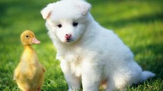 Cute Pet Animals Wallpaper Sf