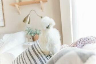 Silkie Chicken Pictures Image