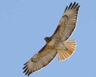 Hampshire 4th Graders To Name Its Hawk New Public Radio