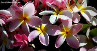 Pink Plumeria Wallpaper Trending Space