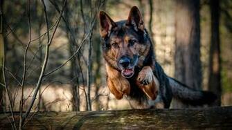 German Shepherd Dog Wallpaper