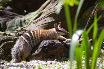Australian Numbat Photo Wallpaper