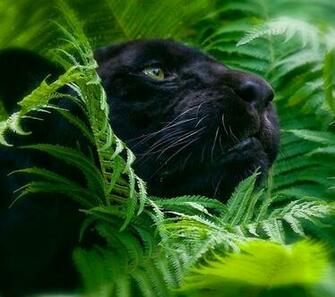 Black Panther Wallpaper Screensaver Pre Id