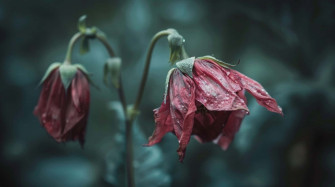 Wilted Red Flowers Dew Drops Wallpaper